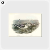 アートポストカード-Broad-billed Prion
 - ジョン グールド Postcard.