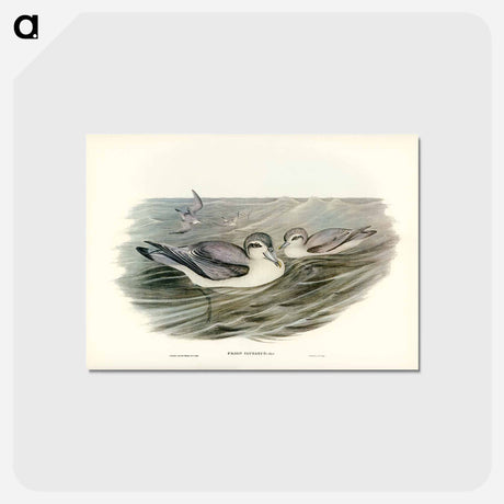 アートポストカード-Broad-billed Prion
 - ジョン グールド Postcard.