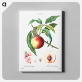アートパネル-Peach (Persica vulgaris) - ピエール ジョゼフ ルドゥーテ Canvas.