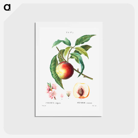 アートポストカード-Peach (Persica vulgaris) - ピエール ジョゼフ ルドゥーテ Postcard.