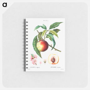 アートメモ帳-Peach (Persica vulgaris) - ピエール ジョゼフ ルドゥーテ Memo.