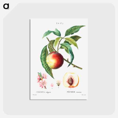 アートポストカード-Peach (Persica vulgaris) - ピエール ジョゼフ ルドゥーテ Postcard.
