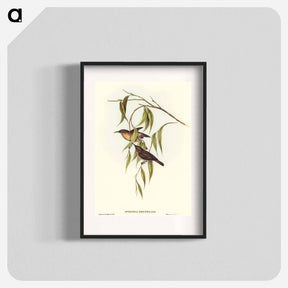 アートポスター-Obscure Honey-eater
 - オーストラリアの鳥 Poster.