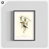 Obscure Honey-eater
 - オーストラリアの鳥 Poster.