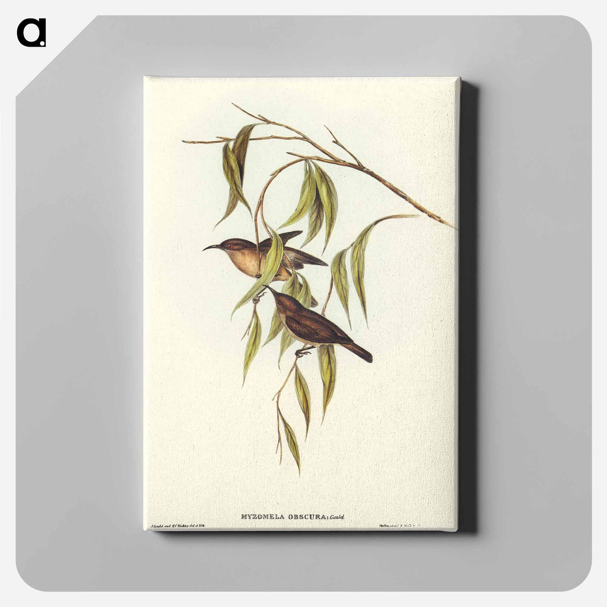 Obscure Honey-eater
 - オーストラリアの鳥 Canvas.