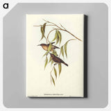 Obscure Honey-eater
 - オーストラリアの鳥 Canvas.