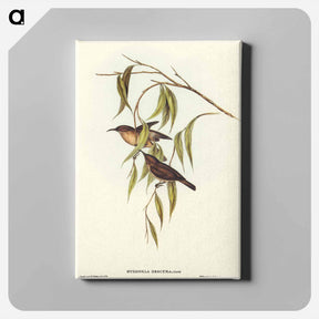 アートパネル-Obscure Honey-eater
 - オーストラリアの鳥 Canvas.