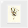 アートポストカード-Obscure Honey-eater
 - オーストラリアの鳥 Postcard.