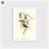 アートポストカード-Obscure Honey-eater
 - オーストラリアの鳥 Postcard.