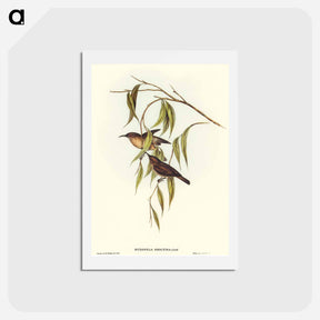 アートポストカード-Obscure Honey-eater
 - オーストラリアの鳥 Postcard.