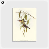 アートポストカード-Obscure Honey-eater
 - オーストラリアの鳥 Postcard.