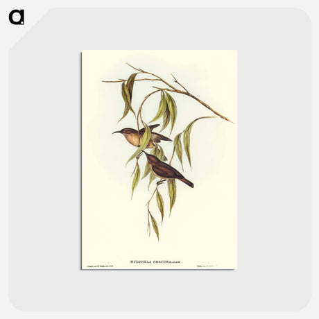 アートポストカード-Obscure Honey-eater
 - オーストラリアの鳥 Postcard.