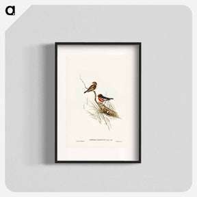 アートポスター-Red-capped Robin
 - ジョン グールド Poster.