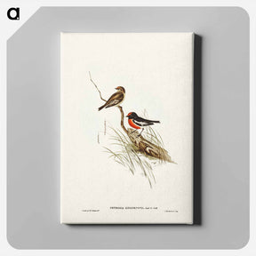 アートパネル-Red-capped Robin
 - ジョン グールド Canvas.
