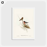 アートポストカード-Red-capped Robin
 - ジョン グールド Postcard.