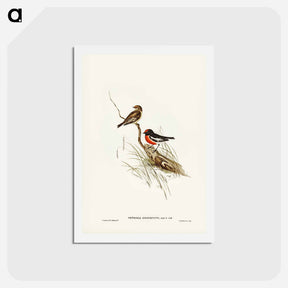 アートポストカード-Red-capped Robin
 - ジョン グールド Postcard.