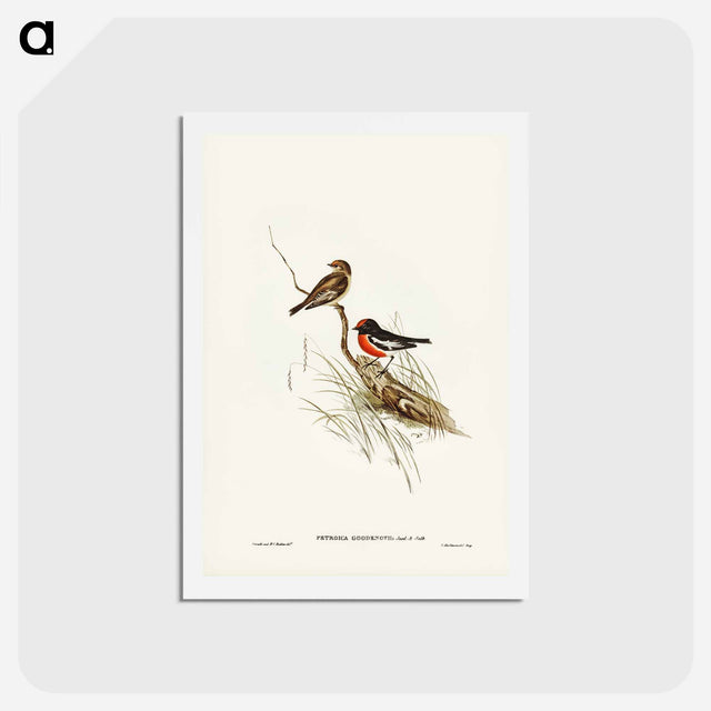 アートポストカード-Red-capped Robin
 - ジョン グールド Postcard.