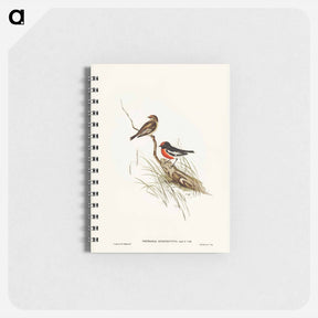 アートメモ帳-Red-capped Robin
 - ジョン グールド Memo.