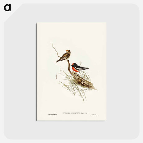アートポストカード-Red-capped Robin
 - ジョン グールド Postcard.