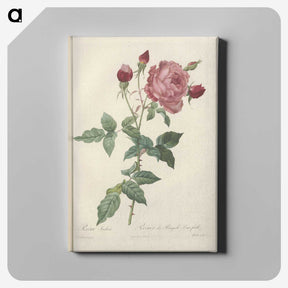 6-12_Pierre-Joseph-Redoute_canvas