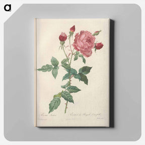 アートパネル-Rose illustration - ピエール ジョゼフ ルドゥーテ Canvas.