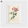 アートポストカード-Rose illustration - ピエール ジョゼフ ルドゥーテ Postcard.