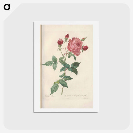 アートポストカード-Rose illustration - ピエール ジョゼフ ルドゥーテ Postcard.