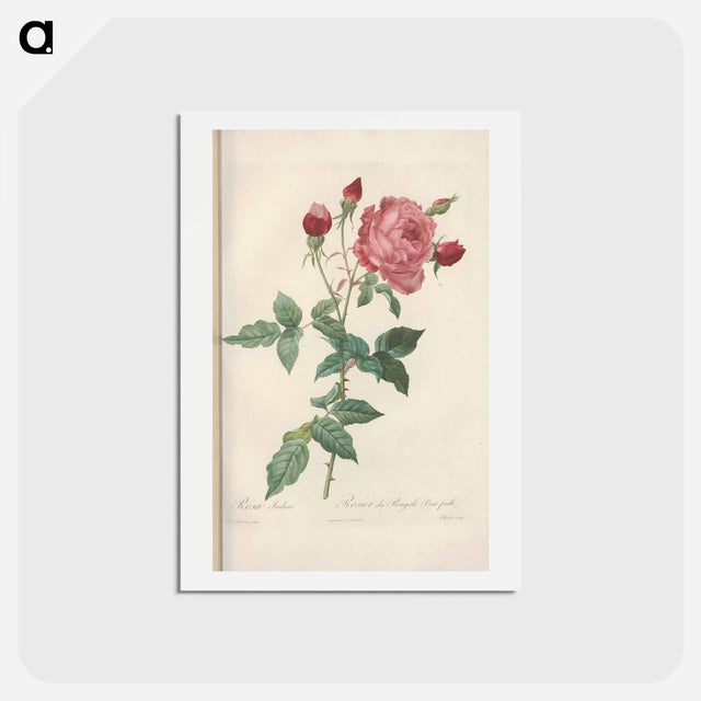 アートポストカード-Rose illustration - ピエール ジョゼフ ルドゥーテ Postcard.