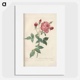 Rose illustration - Pierre Joseph Redouté Poster.