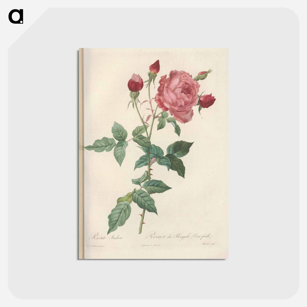アートポストカード-Rose illustration - ピエール ジョゼフ ルドゥーテ Postcard.