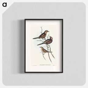 アートポスター-Black-breasted Songlark
 - オーストラリアの鳥 Poster.