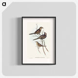 Black-breasted Songlark
 - オーストラリアの鳥 Poster.