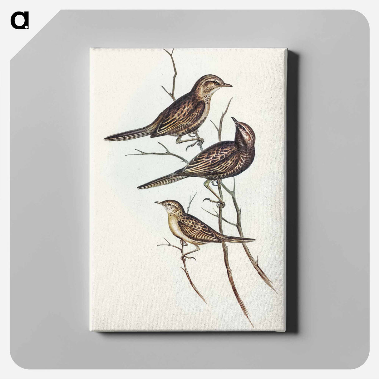 Black-breasted Songlark
 - オーストラリアの鳥 Canvas.