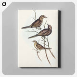Black-breasted Songlark
 - オーストラリアの鳥 Canvas.