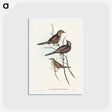 アートポストカード-Black-breasted Songlark
 - オーストラリアの鳥 Postcard.