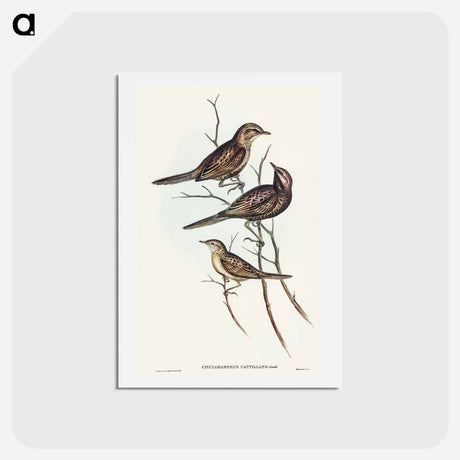 アートポストカード-Black-breasted Songlark
 - オーストラリアの鳥 Postcard.