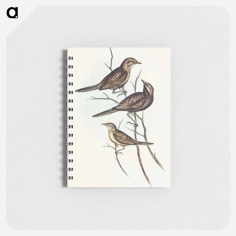 アートメモ帳-Black-breasted Songlark
 - オーストラリアの鳥 Memo.