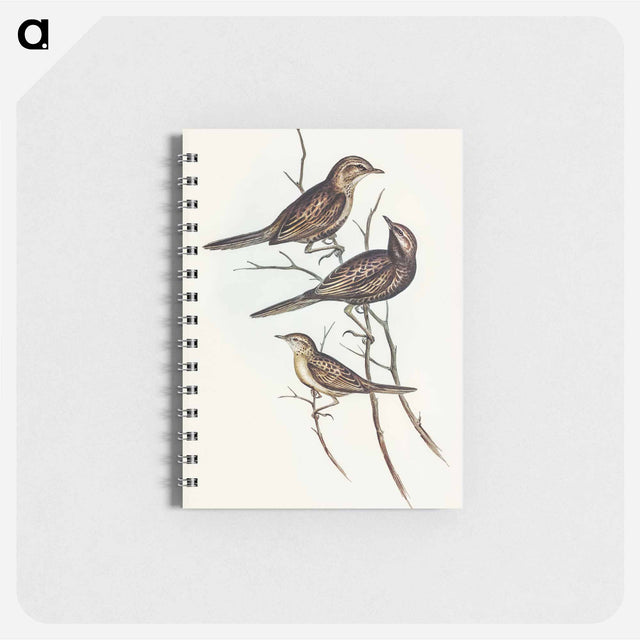 アートメモ帳-Black-breasted Songlark
 - オーストラリアの鳥 Memo.