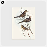 アートポストカード-Black-breasted Songlark
 - オーストラリアの鳥 Postcard.