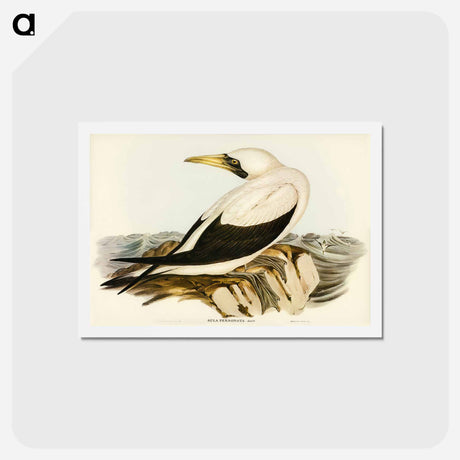 アートポストカード-Masked Gannet
 - ジョン グールド Postcard.
