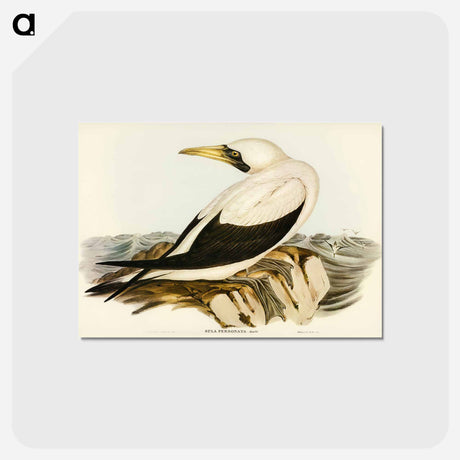 アートポストカード-Masked Gannet
 - ジョン グールド Postcard.