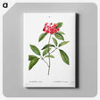 6-13_Pierre-Joseph-Redoute_canvas