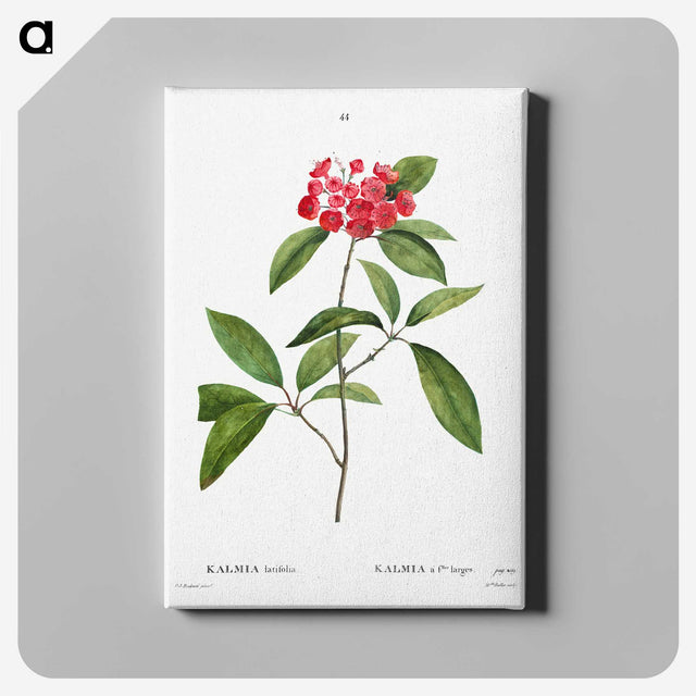 6-13_Pierre-Joseph-Redoute_canvas