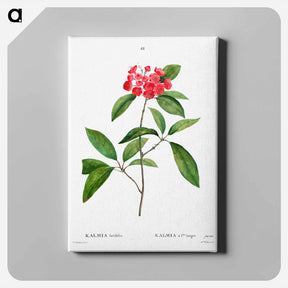 アートパネル-Mountain-laurel - ピエール ジョゼフ ルドゥーテ Canvas.