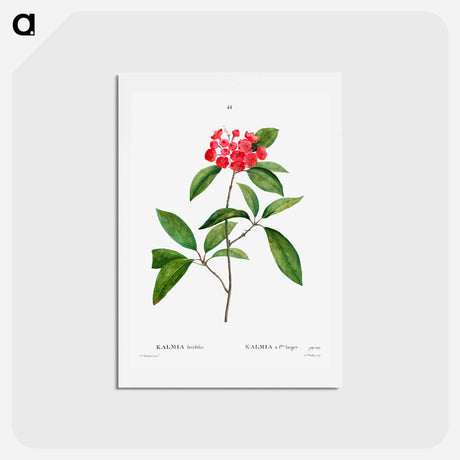 アートポストカード-Mountain-laurel - ピエール ジョゼフ ルドゥーテ Postcard.