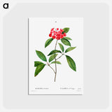 アートポストカード-Mountain-laurel - ピエール ジョゼフ ルドゥーテ Postcard.