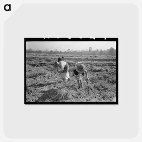アートポストカード-Sweet Potato Harvest
 - ラッセル リー Postcard.