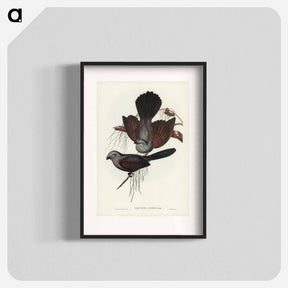 アートポスター-Grey Struthidea
 - オーストラリアの鳥 Poster.