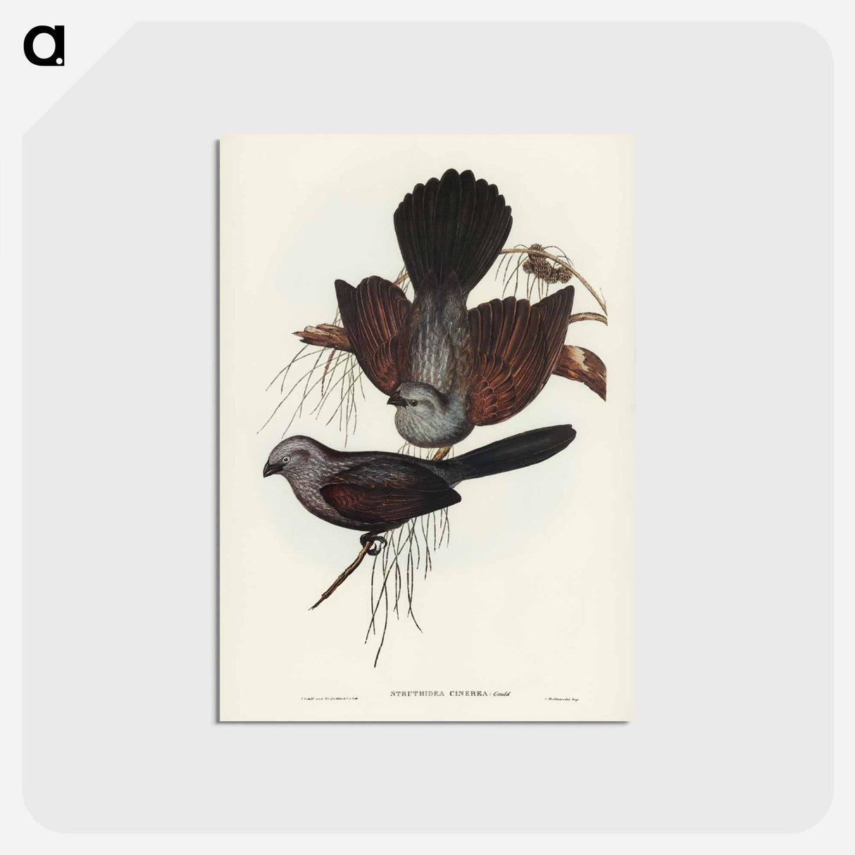 アートポストカード-Grey Struthidea
 - オーストラリアの鳥 Postcard.