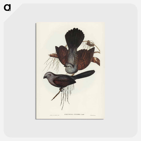 アートポストカード-Grey Struthidea
 - オーストラリアの鳥 Postcard.